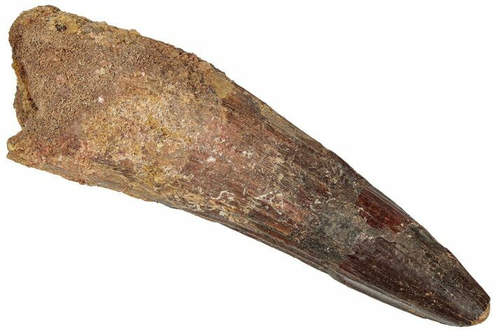 Fossil Spinosaurus Tooth - Real Dinosaur Tooth #310178